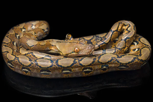 Python Siatkowy Python Reticulatus Izolowany Czarnym Tle — Zdjęcie stockowe