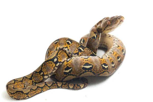 Retikulovaný Python Python Reticulatus Izolovaný Bílém Pozadí — Stock fotografie