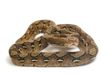 Beyaz arkaplanda yeniden düzenlenmiş Python (Python reticulatus) izole edildi.