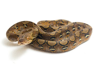 Beyaz arkaplanda yeniden düzenlenmiş Python (Python reticulatus) izole edildi.