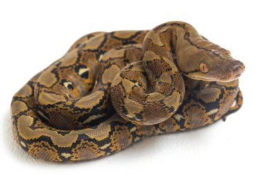 Beyaz arkaplanda yeniden düzenlenmiş Python (Python reticulatus) izole edildi.