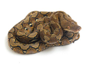 Beyaz arkaplanda yeniden düzenlenmiş Python (Python reticulatus) izole edildi.