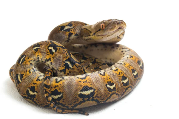 Retikulovaný Python Python Reticulatus Izolovaný Bílém Pozadí — Stock fotografie