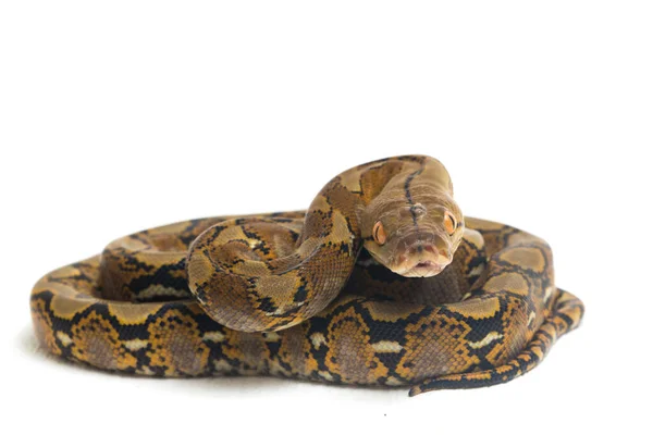 Python Reticulado Python Reticulatus Isolado Sobre Fundo Branco — Fotografia de Stock
