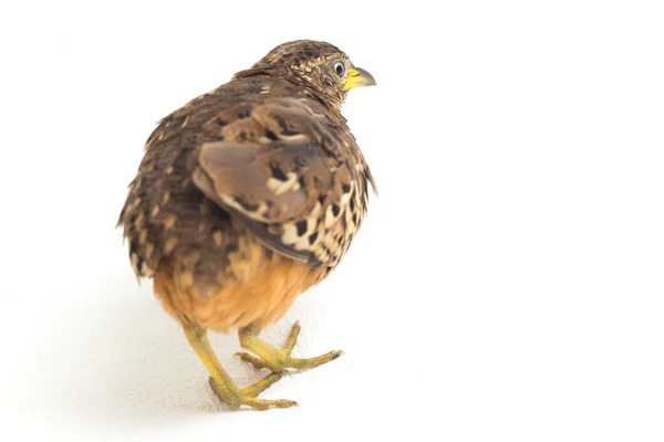 Een Mannelijke Knoppenkwartel Turnix Suscitator Geïsoleerd Witte Achtergrond — Stockfoto