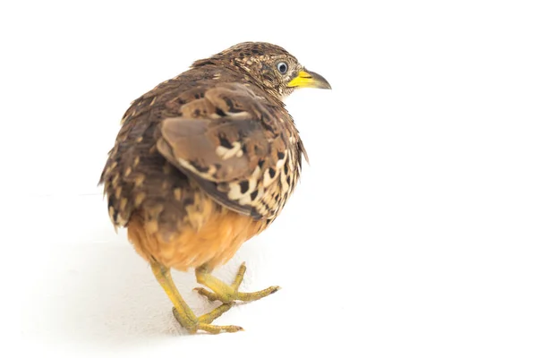 Een Mannelijke Knoppenkwartel Turnix Suscitator Geïsoleerd Witte Achtergrond — Stockfoto