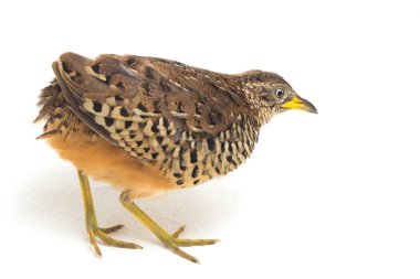Beyaz arka planda izole edilmiş bir erkek bustard-bıldırcın (Turnix suscitator)