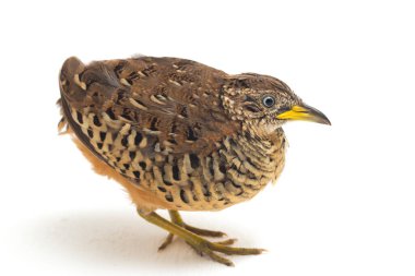 Beyaz arka planda izole edilmiş bir erkek bustard-bıldırcın (Turnix suscitator)