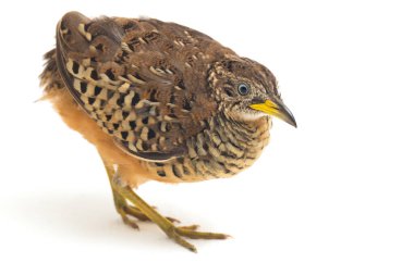 Beyaz arka planda izole edilmiş bir erkek bustard-bıldırcın (Turnix suscitator)