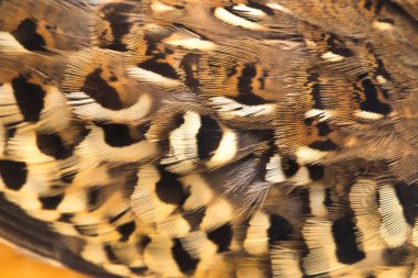 Beyaz arka planda izole edilmiş dişi bir bustard-bıldırcın (Turnix suscitator)