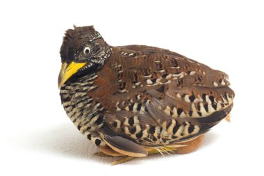 Beyaz arka planda izole edilmiş dişi bir bustard-bıldırcın (Turnix suscitator)