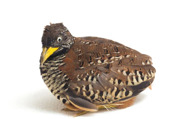 Female Barred Buttonquail Common Bustard Quail Turnix Suscitator Isolated White — Stock Photo, Image