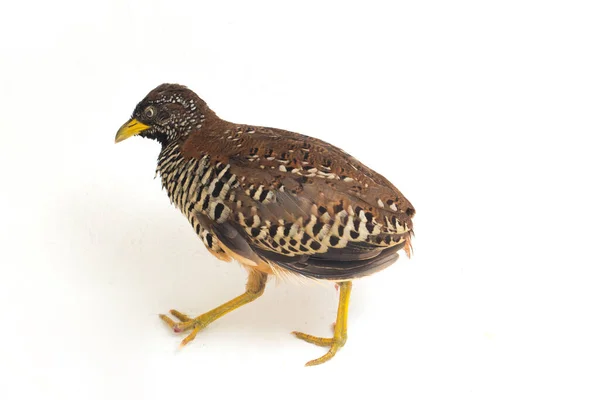 Female Barred Buttonquail Common Bustard Quail Turnix Suscitator Isolated White — Stock Photo, Image