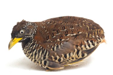 Beyaz arka planda izole edilmiş dişi bir bustard-bıldırcın (Turnix suscitator)