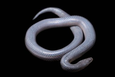 Xenopeltis unicolor Stiring it 's skin. Güneş ışığı yılanı, Güneydoğu Asya 'da ve Endonezya' nın bazı bölgelerinde bulunan zehirli olmayan bir yılan türüdür. Siyah arkaplanda izole