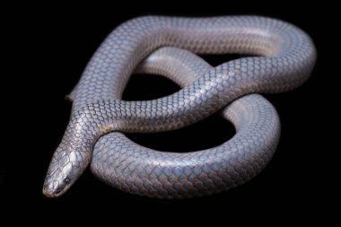 Xenopeltis unicolor Stiring it 's skin. Güneş ışığı yılanı, Güneydoğu Asya 'da ve Endonezya' nın bazı bölgelerinde bulunan zehirli olmayan bir yılan türüdür. Siyah arkaplanda izole