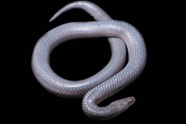 Xenopeltis Unicolor Shedding Skin Common Names Sunbeam Snake Non Venomous — Stock Photo, Image