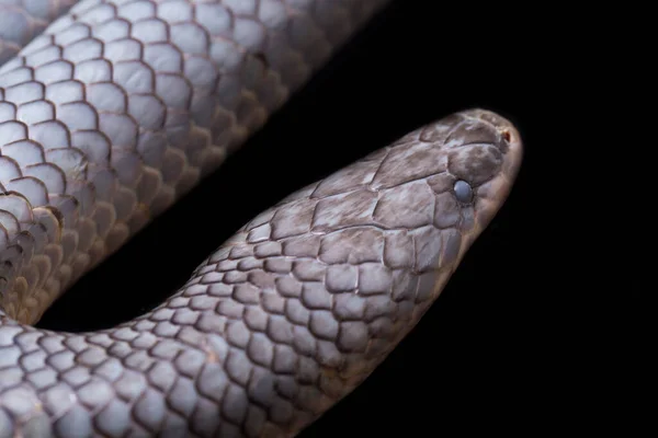 Xenopeltis unicolor Shedding it\'s Skin. Common names: sunbeam snake is a non-venomous sunbeam snake species found in Southeast Asia and some regions of Indonesia. isolated on black background