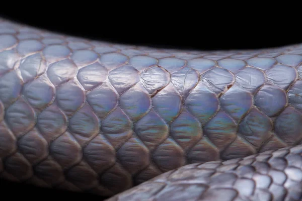 Xenopeltis Unicolor Derramando Piel Nombres Comunes Sunbeam Snake Non Venomous —  Fotos de Stock