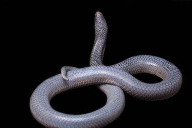 Xenopeltis unicolor Stiring it 's skin. Güneş ışığı yılanı, Güneydoğu Asya 'da ve Endonezya' nın bazı bölgelerinde bulunan zehirli olmayan bir yılan türüdür. Siyah arkaplanda izole