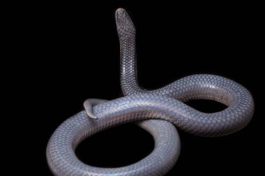 Xenopeltis unicolor Stiring it 's skin. Güneş ışığı yılanı, Güneydoğu Asya 'da ve Endonezya' nın bazı bölgelerinde bulunan zehirli olmayan bir yılan türüdür. Siyah arkaplanda izole