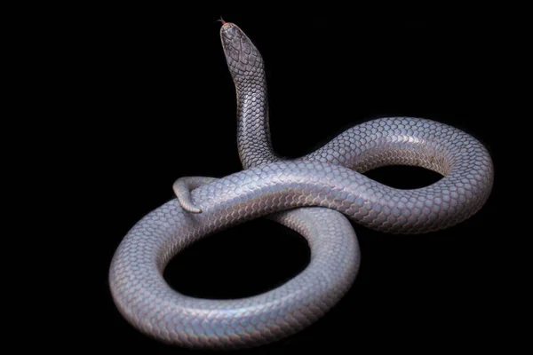Xenopeltis Jednobarevné Svlékání Kůže Běžné Názvy Sluneční Paprsek Had Nejedovatý — Stock fotografie