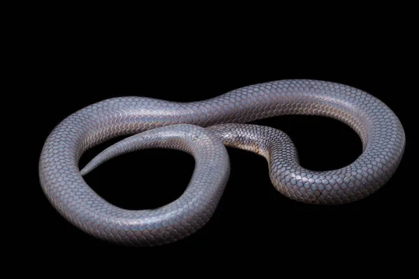 クセノペルティスの単色のシェーディングそれは皮膚です 一般名 サンビームヘビ Sunbeam Snake 東南アジアやインドネシアの一部の地域で見られる非毒のサンビームヘビである 黒い背景に隔離され — ストック写真