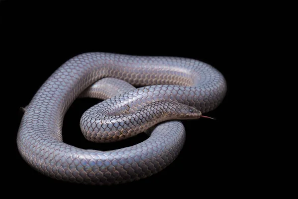 Xenopeltis Unicolor Derramando Piel Nombres Comunes Sunbeam Snake Non Venomous —  Fotos de Stock