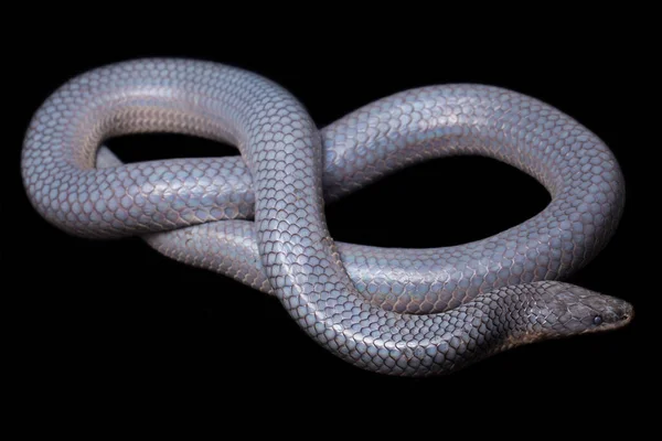 单色色素性色素性色素性色素症常见名称 太阳光蛇 Sunbeam Snake 是一种非剧毒的太阳光蛇 见于东南亚和印度尼西亚的一些地区 在黑色背景上隔离 — 图库照片