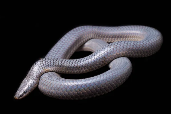 Xenopeltis Unicolor Shedding Skin Common Names Sunbeam Snake Non Venomous — Stock Photo, Image