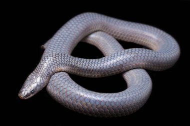 Xenopeltis unicolor Stiring it 's skin. Güneş ışığı yılanı, Güneydoğu Asya 'da ve Endonezya' nın bazı bölgelerinde bulunan zehirli olmayan bir yılan türüdür. Siyah arkaplanda izole