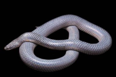 Xenopeltis unicolor Stiring it 's skin. Güneş ışığı yılanı, Güneydoğu Asya 'da ve Endonezya' nın bazı bölgelerinde bulunan zehirli olmayan bir yılan türüdür. Siyah arkaplanda izole