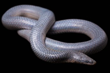 Xenopeltis unicolor Stiring it 's skin. Güneş ışığı yılanı, Güneydoğu Asya 'da ve Endonezya' nın bazı bölgelerinde bulunan zehirli olmayan bir yılan türüdür. Siyah arkaplanda izole