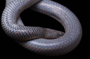 Xenopeltis unicolor Stiring it 's skin. Güneş ışığı yılanı, Güneydoğu Asya 'da ve Endonezya' nın bazı bölgelerinde bulunan zehirli olmayan bir yılan türüdür. Siyah arkaplanda izole