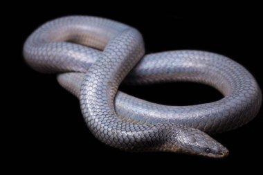 Xenopeltis unicolor Stiring it 's skin. Güneş ışığı yılanı, Güneydoğu Asya 'da ve Endonezya' nın bazı bölgelerinde bulunan zehirli olmayan bir yılan türüdür. Siyah arkaplanda izole