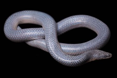 Xenopeltis unicolor Stiring it 's skin. Güneş ışığı yılanı, Güneydoğu Asya 'da ve Endonezya' nın bazı bölgelerinde bulunan zehirli olmayan bir yılan türüdür. Siyah arkaplanda izole