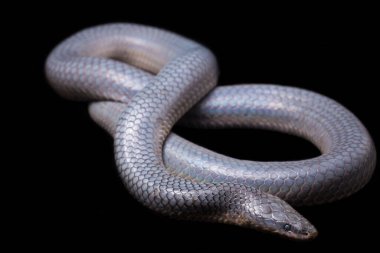 Xenopeltis unicolor Stiring it 's skin. Güneş ışığı yılanı, Güneydoğu Asya 'da ve Endonezya' nın bazı bölgelerinde bulunan zehirli olmayan bir yılan türüdür. Siyah arkaplanda izole