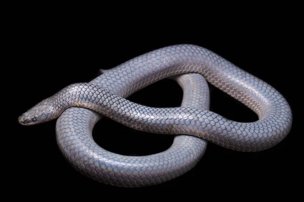 Xenopeltis Unicolor Shedding Het Skin Veel Voorkomende Namen Zonnestraal Slang — Stockfoto