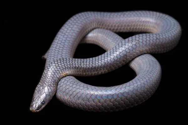 Xenopeltis Unicolor Derramando Piel Nombres Comunes Sunbeam Snake Non Venomous —  Fotos de Stock