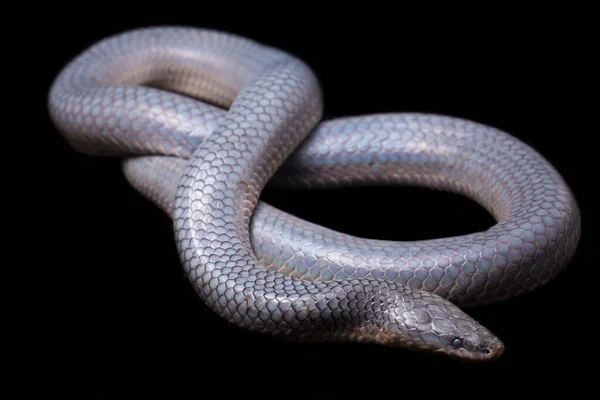 Xenopeltis Unicolor Shedding Skin Common Names Sunbeam Snake Non Venomous — Stock Photo, Image