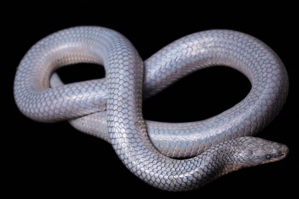 单色色素性色素性色素性色素症常见名称 太阳光蛇 Sunbeam Snake 是一种非剧毒的太阳光蛇 见于东南亚和印度尼西亚的一些地区 在黑色背景上隔离 — 图库照片