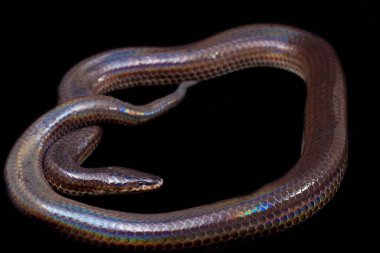 Xenopeltis unicolor. Güneş ışığı yılanı, Güneydoğu Asya 'da ve Endonezya' nın bazı bölgelerinde bulunan zehirli olmayan bir yılan türüdür. Siyah arkaplanda izole edildi