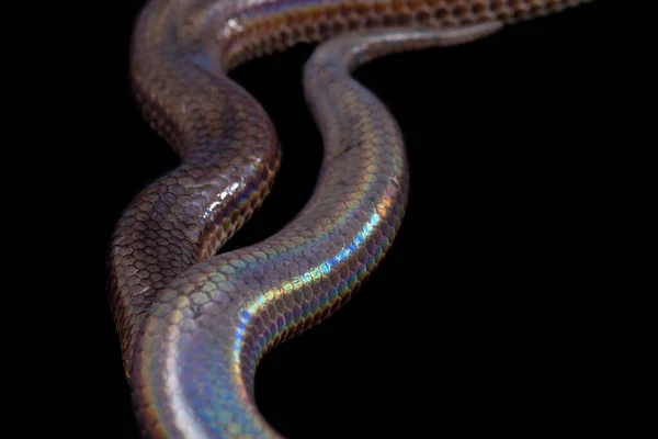 色彩艳丽的单色 常见名称 太阳光蛇 Sunbeam Snake 是一种非剧毒的太阳光蛇 见于东南亚和印度尼西亚的一些地区 在黑色背景上隔离 — 图库照片