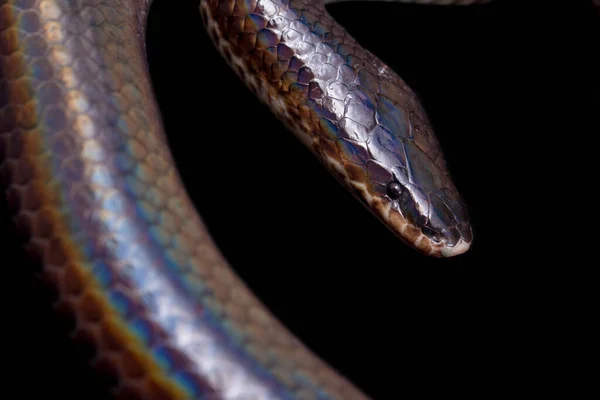 Ксенопельтис Одноцветный Обычное Название Солнечная Змея Неядовитая Змея Обитающая Юго — стоковое фото