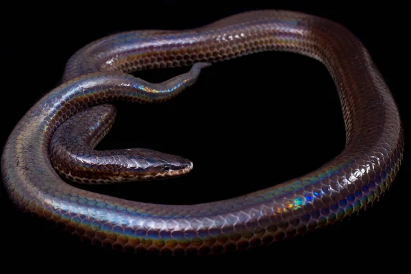 ゼノペルティス ユニカラー 一般名 サンビームヘビ Sunbeam Snake 東南アジアやインドネシアの一部の地域で見られる非毒のサンビームヘビである 黒の背景に隔離され — ストック写真