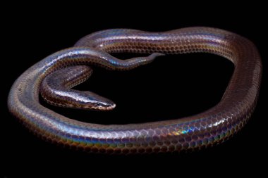 Xenopeltis unicolor. Güneş ışığı yılanı, Güneydoğu Asya 'da ve Endonezya' nın bazı bölgelerinde bulunan zehirli olmayan bir yılan türüdür. Siyah arkaplanda izole edildi