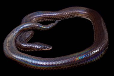 Xenopeltis unicolor. Güneş ışığı yılanı, Güneydoğu Asya 'da ve Endonezya' nın bazı bölgelerinde bulunan zehirli olmayan bir yılan türüdür. Siyah arkaplanda izole edildi