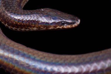 Xenopeltis unicolor. Güneş ışığı yılanı, Güneydoğu Asya 'da ve Endonezya' nın bazı bölgelerinde bulunan zehirli olmayan bir yılan türüdür. Siyah arkaplanda izole edildi