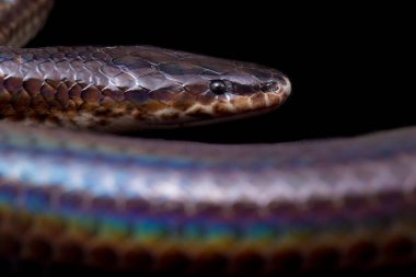 Xenopeltis unicolor. Güneş ışığı yılanı, Güneydoğu Asya 'da ve Endonezya' nın bazı bölgelerinde bulunan zehirli olmayan bir yılan türüdür. Siyah arkaplanda izole edildi