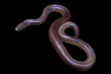 Xenopeltis unicolor. Güneş ışığı yılanı, Güneydoğu Asya 'da ve Endonezya' nın bazı bölgelerinde bulunan zehirli olmayan bir yılan türüdür. Siyah arkaplanda izole edildi